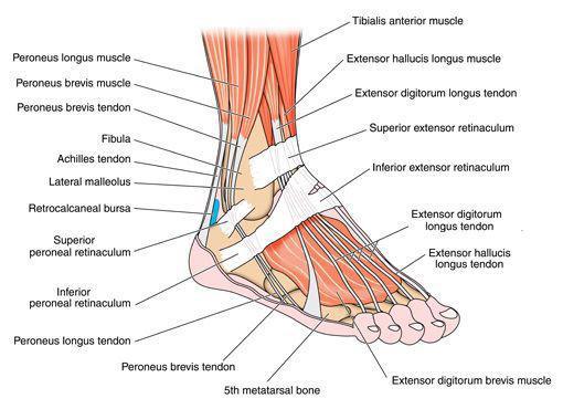 Foot And Ankle Sportsmed